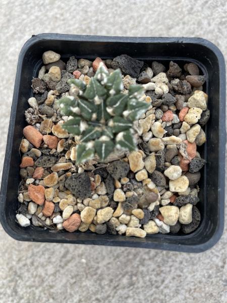 Ariocarpus kotschoubeyanus